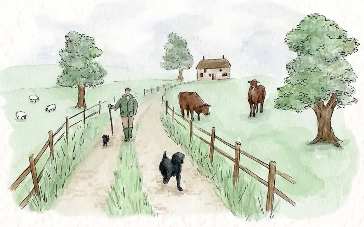 Watercolour illustration of a farm track between wooden fences: a farmer in a green jacket walks with a small black dog while a larger black dog runs ahead, past grazing cattle and sheep, towards a thatched farmhouse.